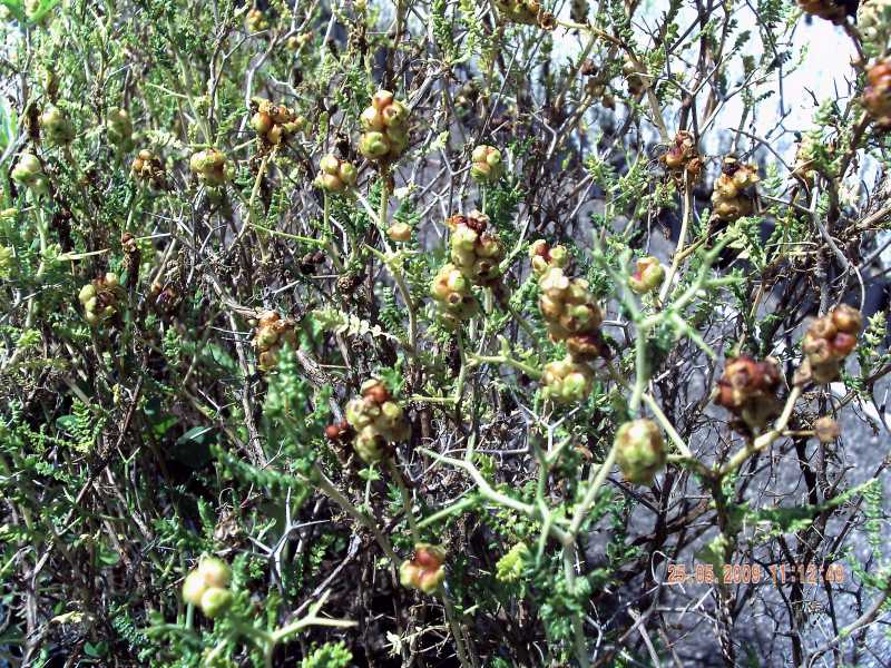 Poterium (ex Sarcopoterium) spinosum / Spinaporci